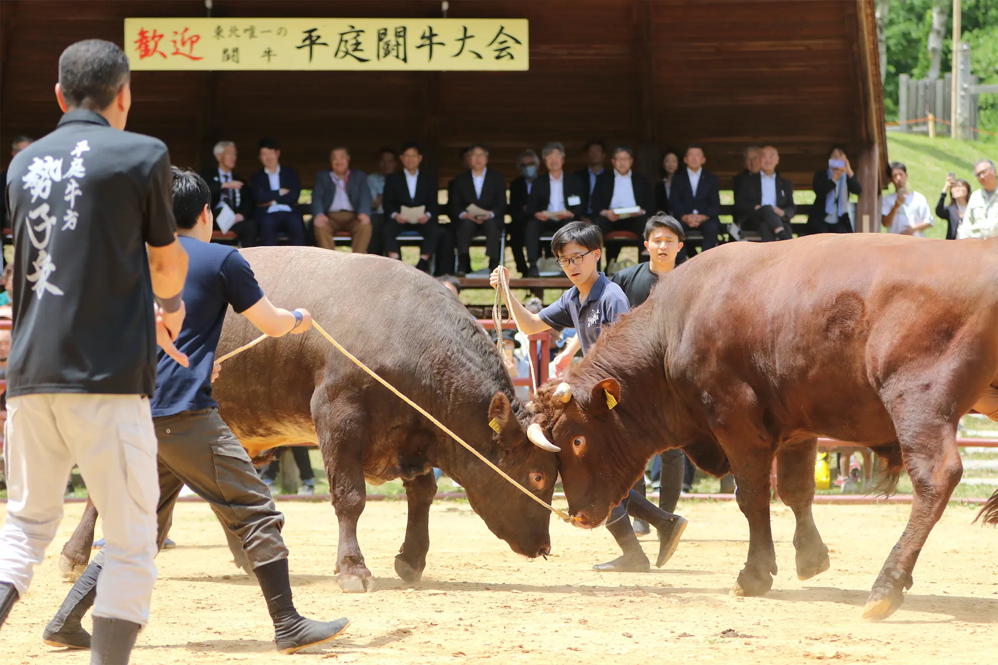 平庭闘牛大会つつじ場所のようす