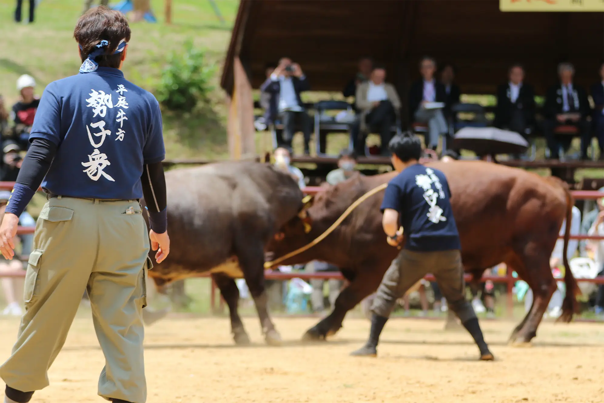 平庭闘牛大会つつじ場所のようす