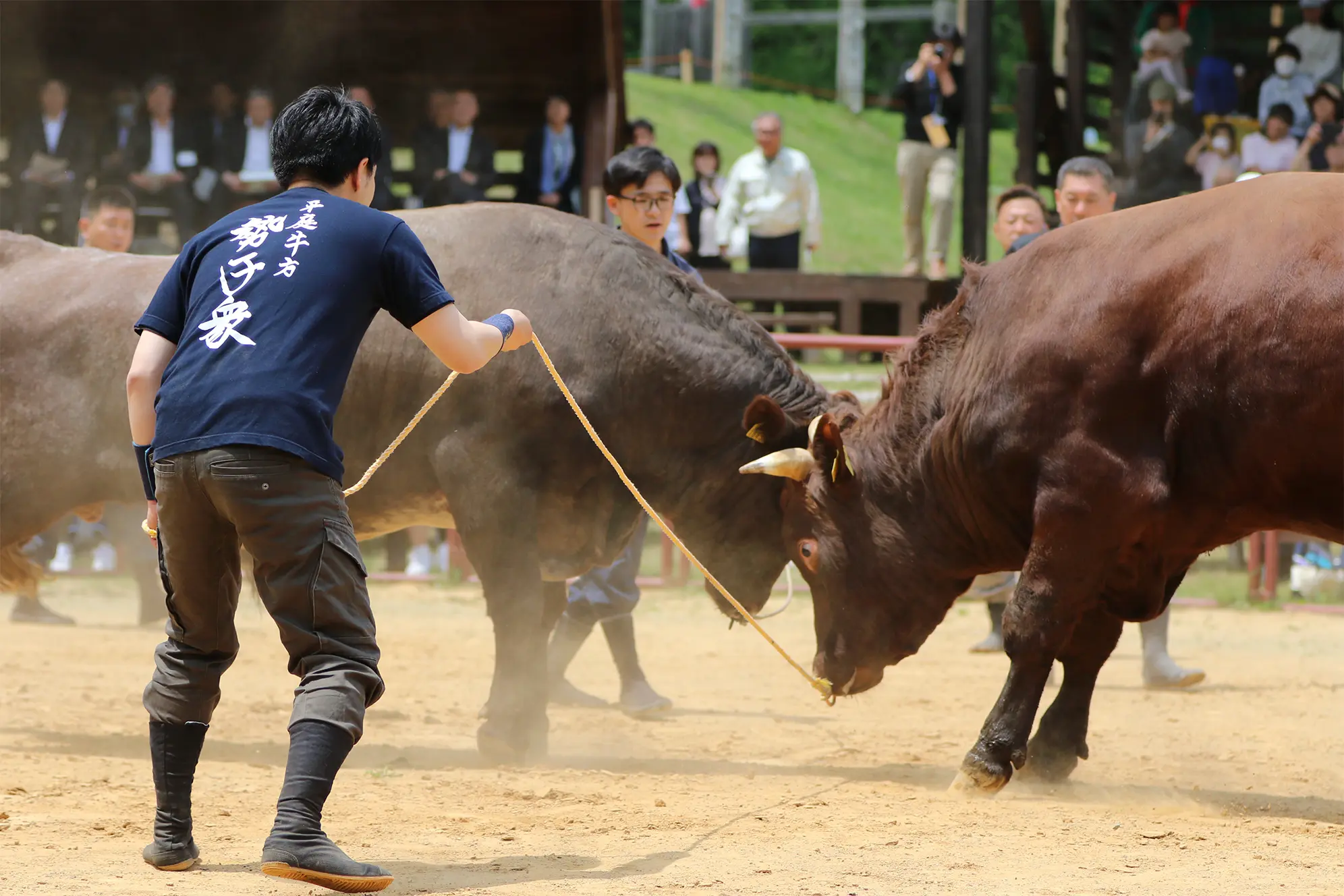 平庭闘牛大会つつじ場所のようす