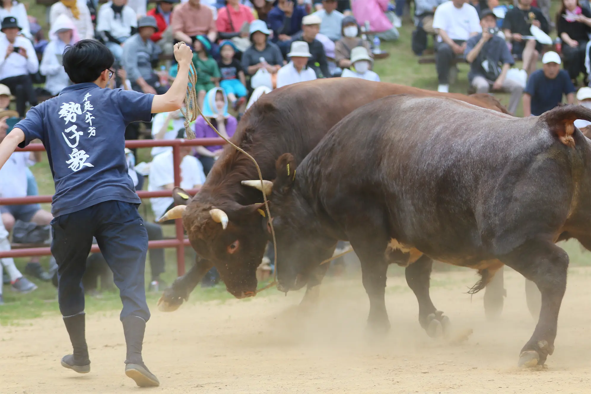 平庭闘牛大会つつじ場所のようす