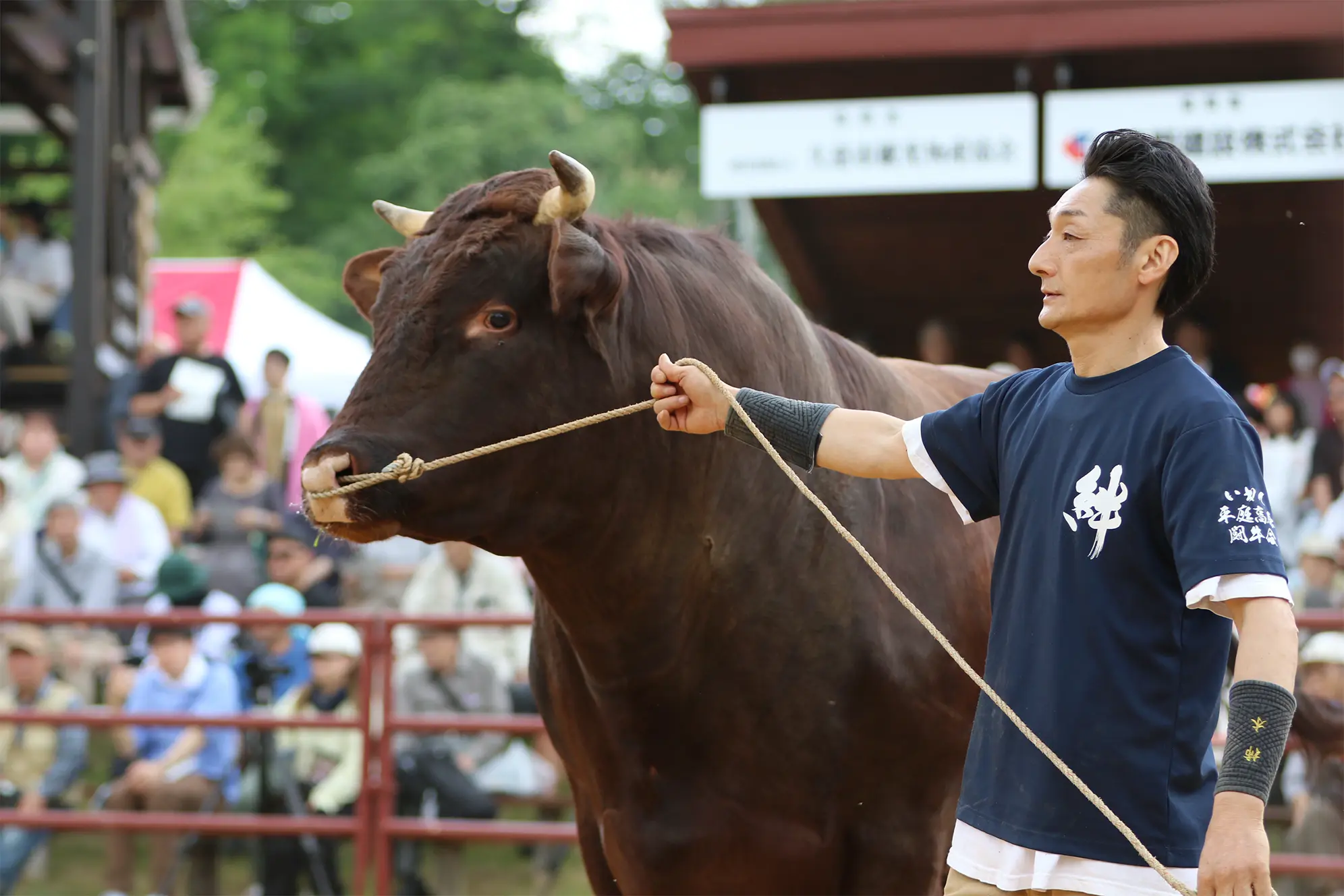 平庭闘牛大会つつじ場所のようす