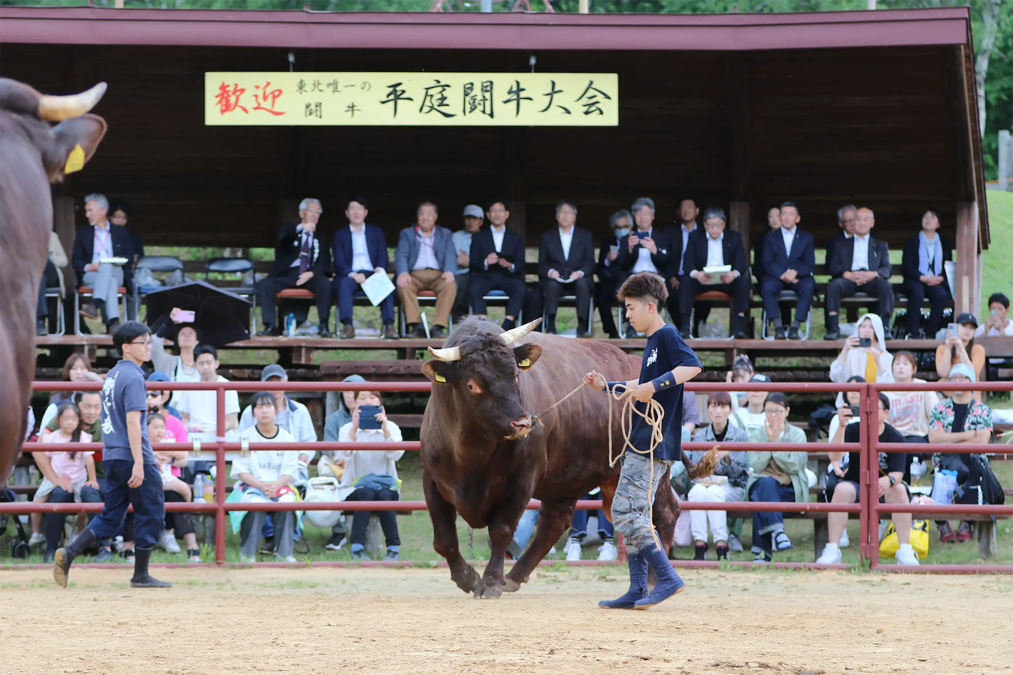 平庭闘牛大会つつじ場所のようす