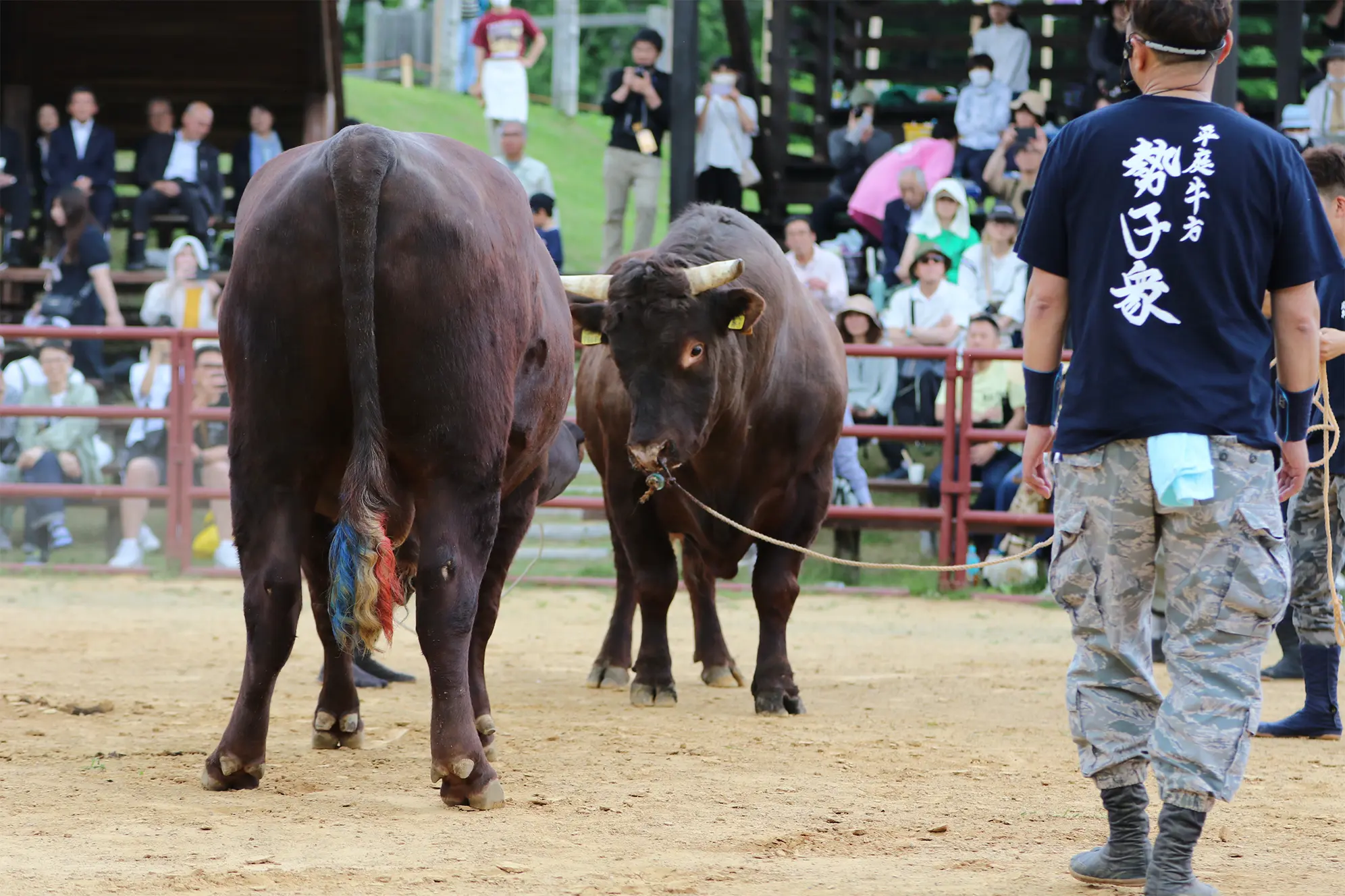 平庭闘牛大会つつじ場所のようす