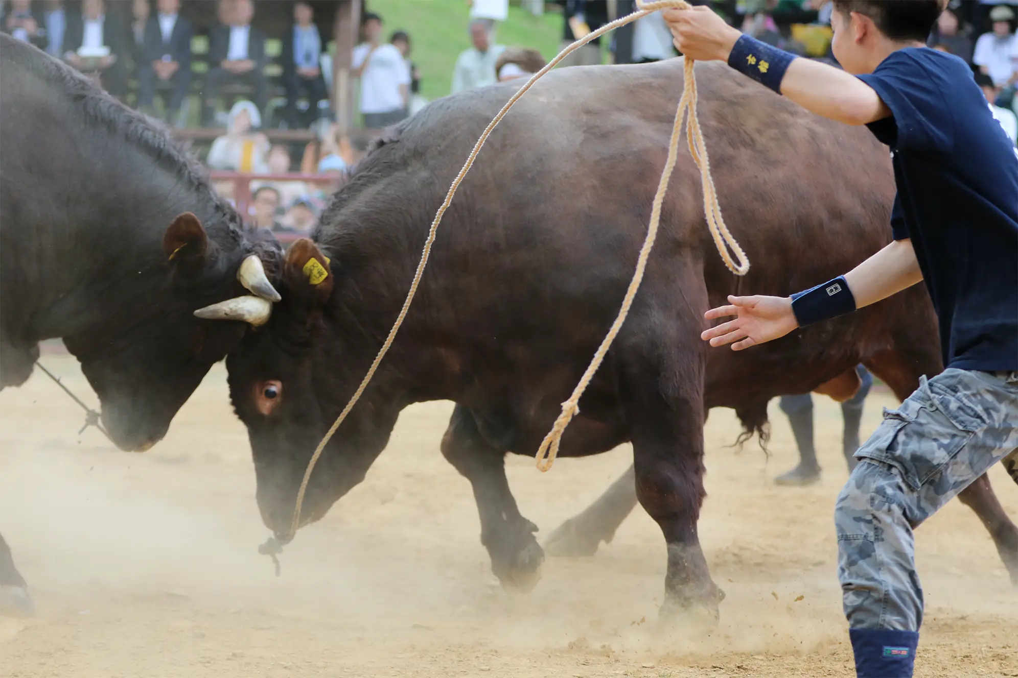 平庭闘牛大会つつじ場所のようす