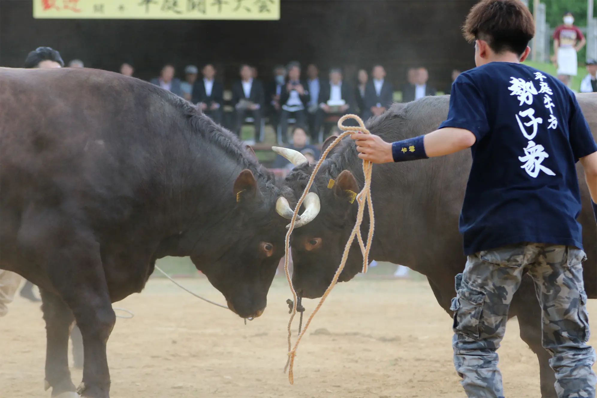 平庭闘牛大会つつじ場所のようす