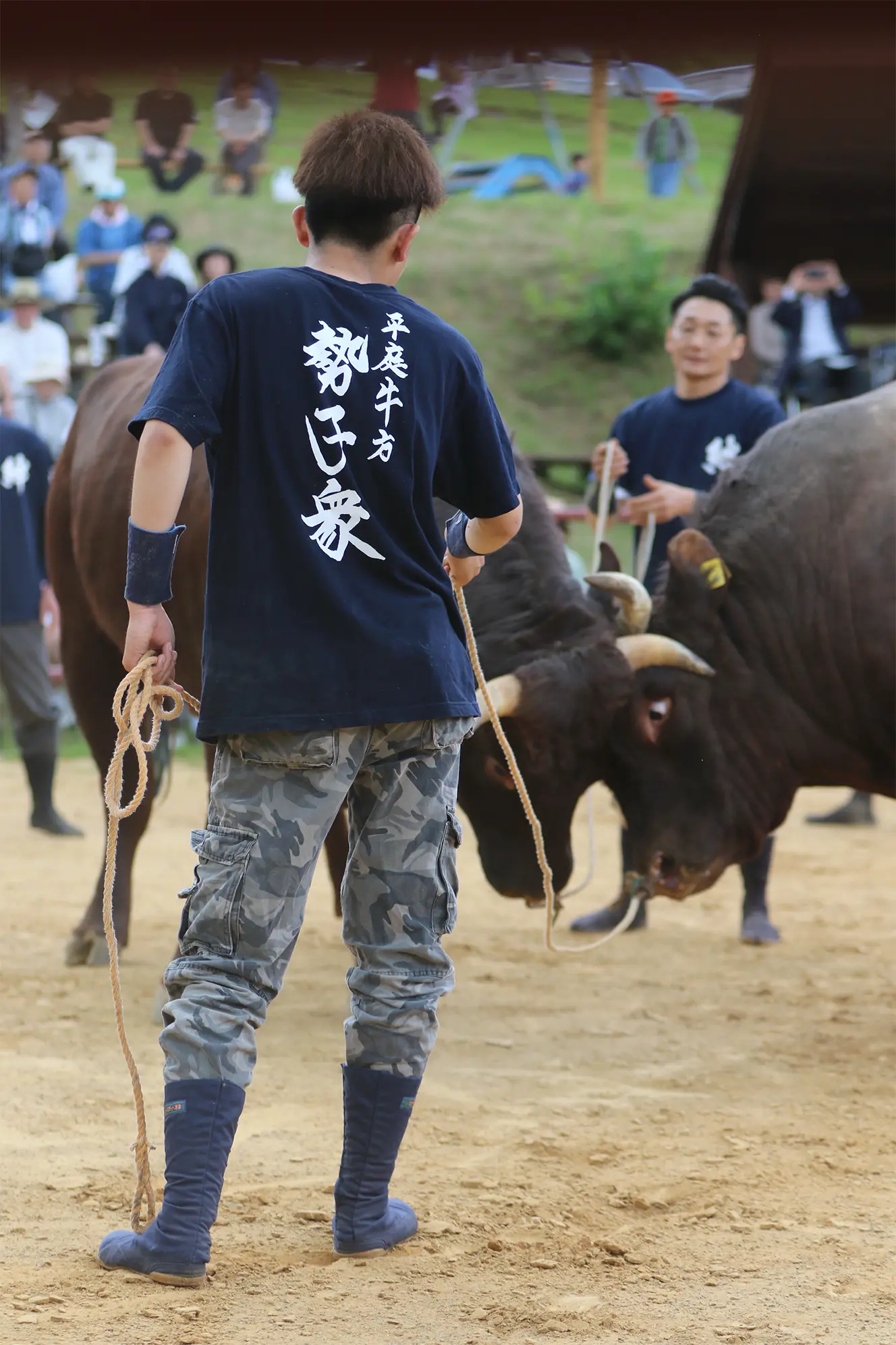 平庭闘牛大会つつじ場所のようす