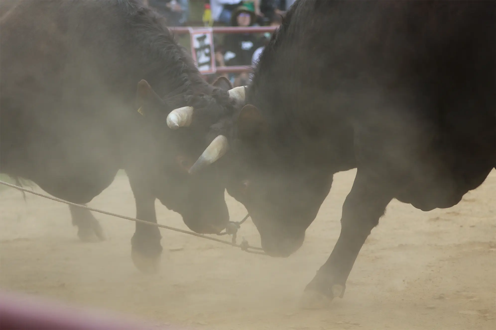 平庭闘牛大会つつじ場所のようす