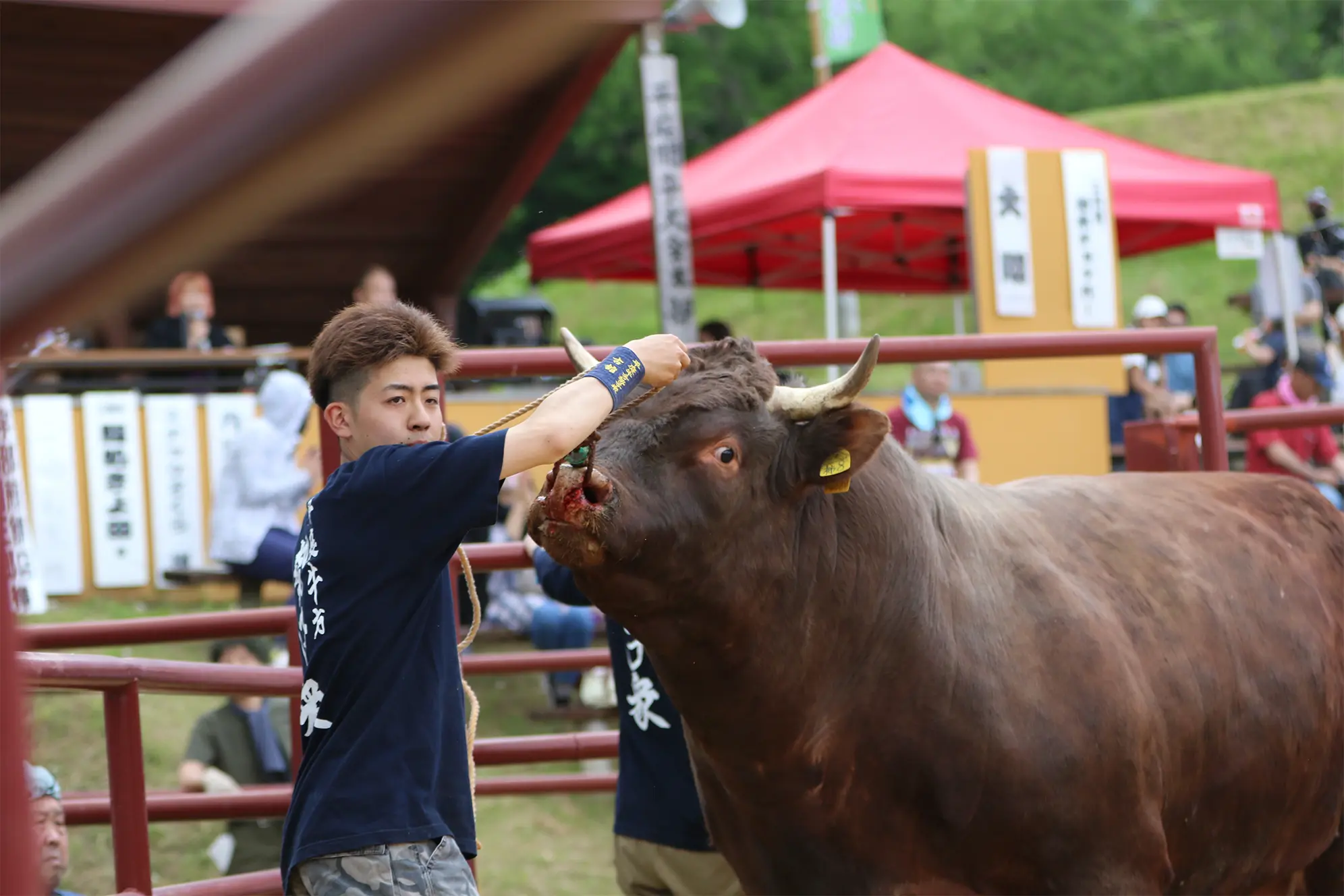 平庭闘牛大会つつじ場所のようす