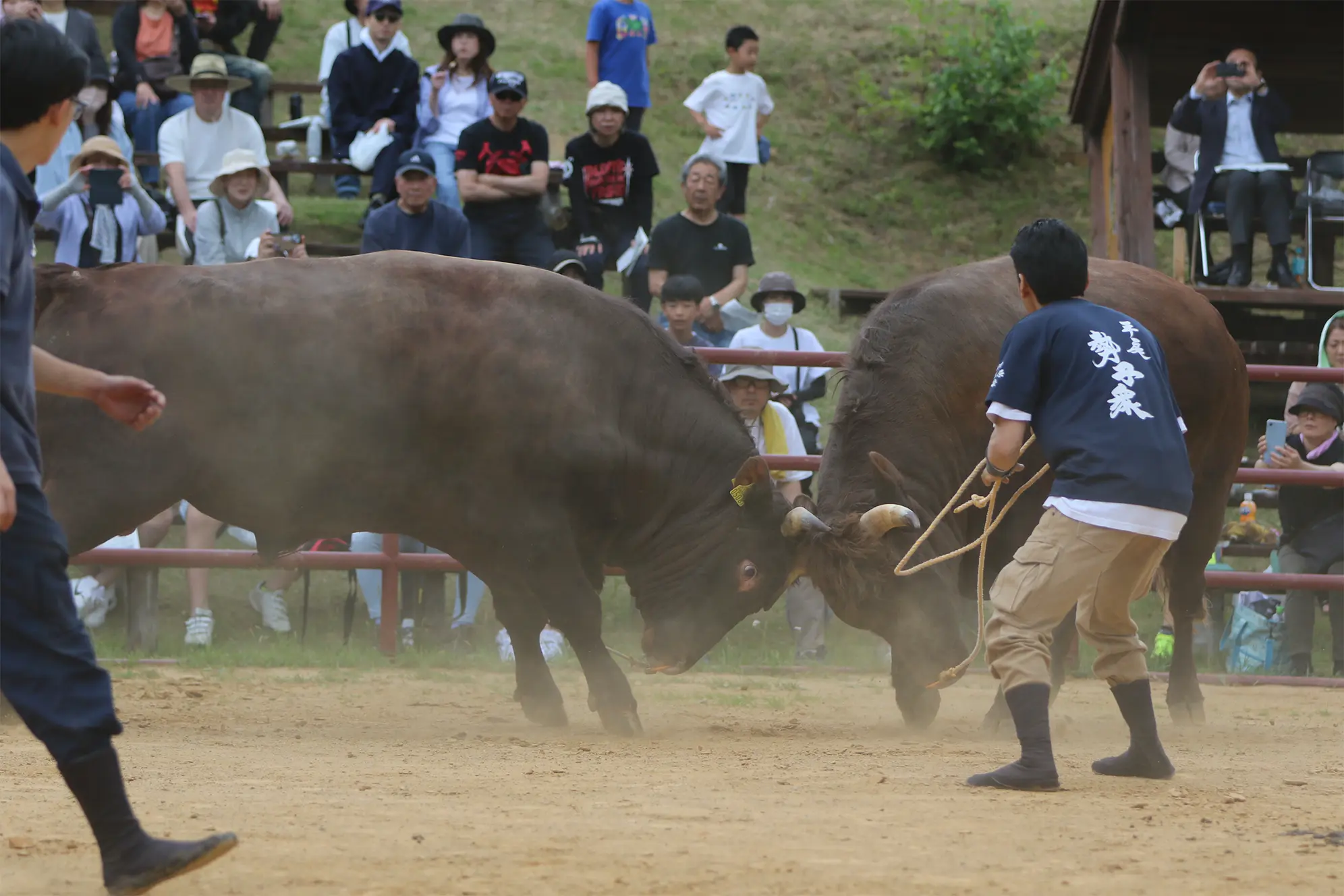 平庭闘牛大会つつじ場所のようす