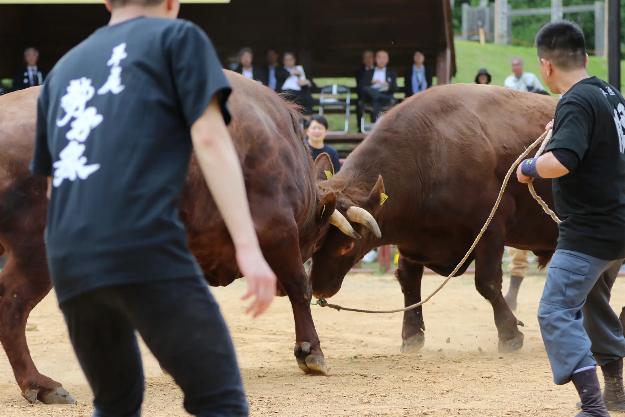 平庭闘牛大会つつじ場所のようす