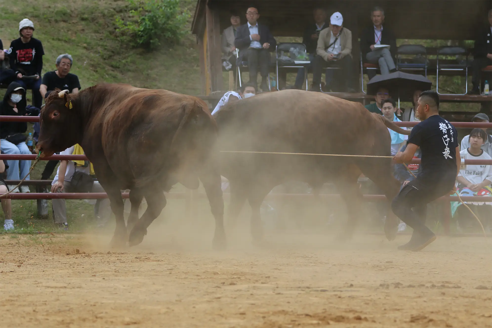 平庭闘牛大会つつじ場所のようす