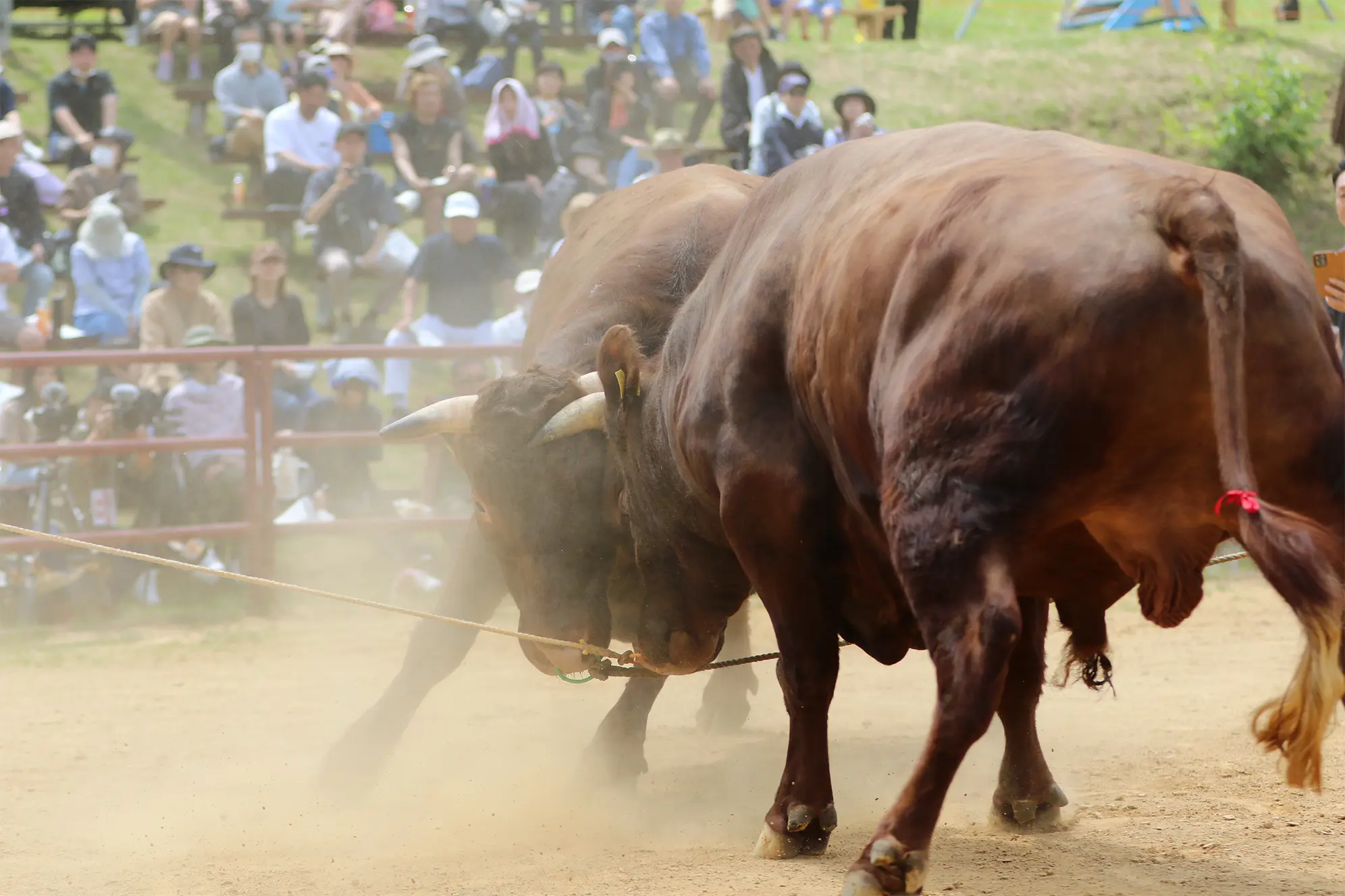 平庭闘牛大会つつじ場所のようす
