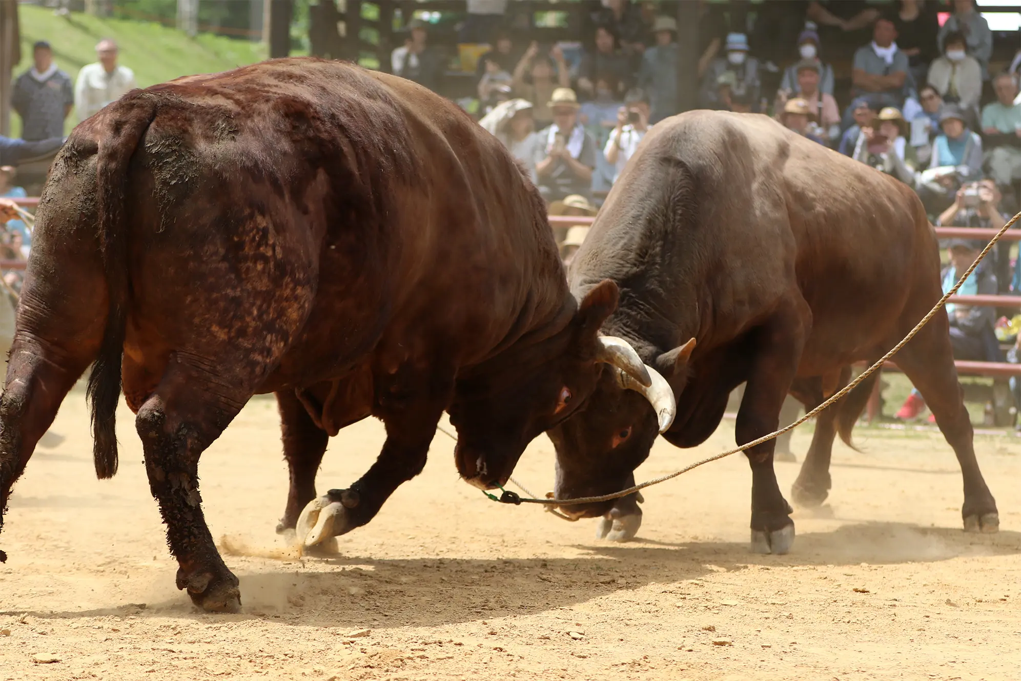 平庭闘牛大会つつじ場所のようす