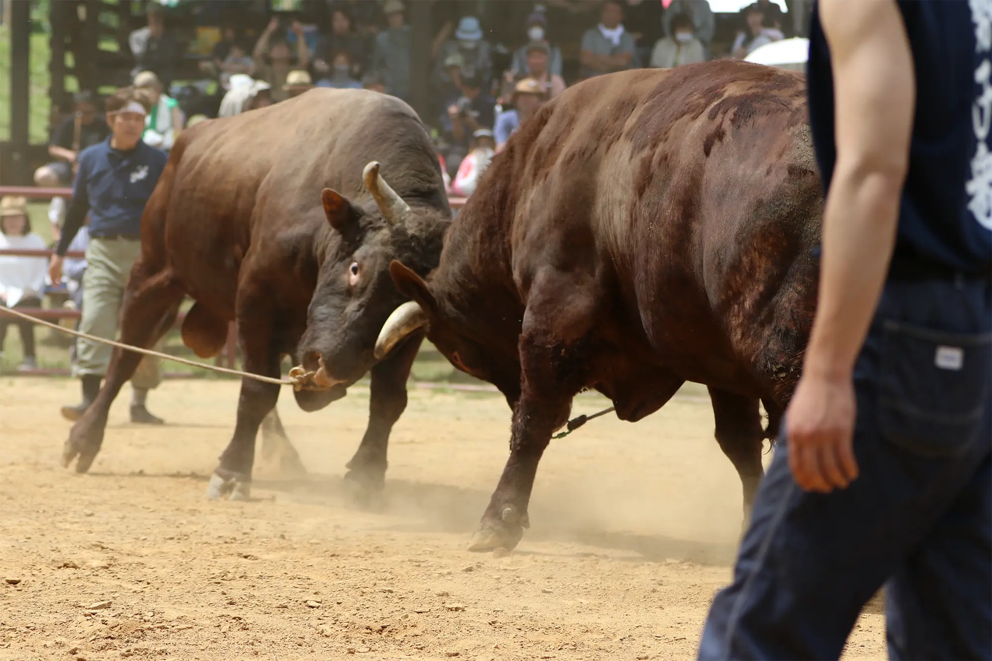 平庭闘牛大会つつじ場所のようす