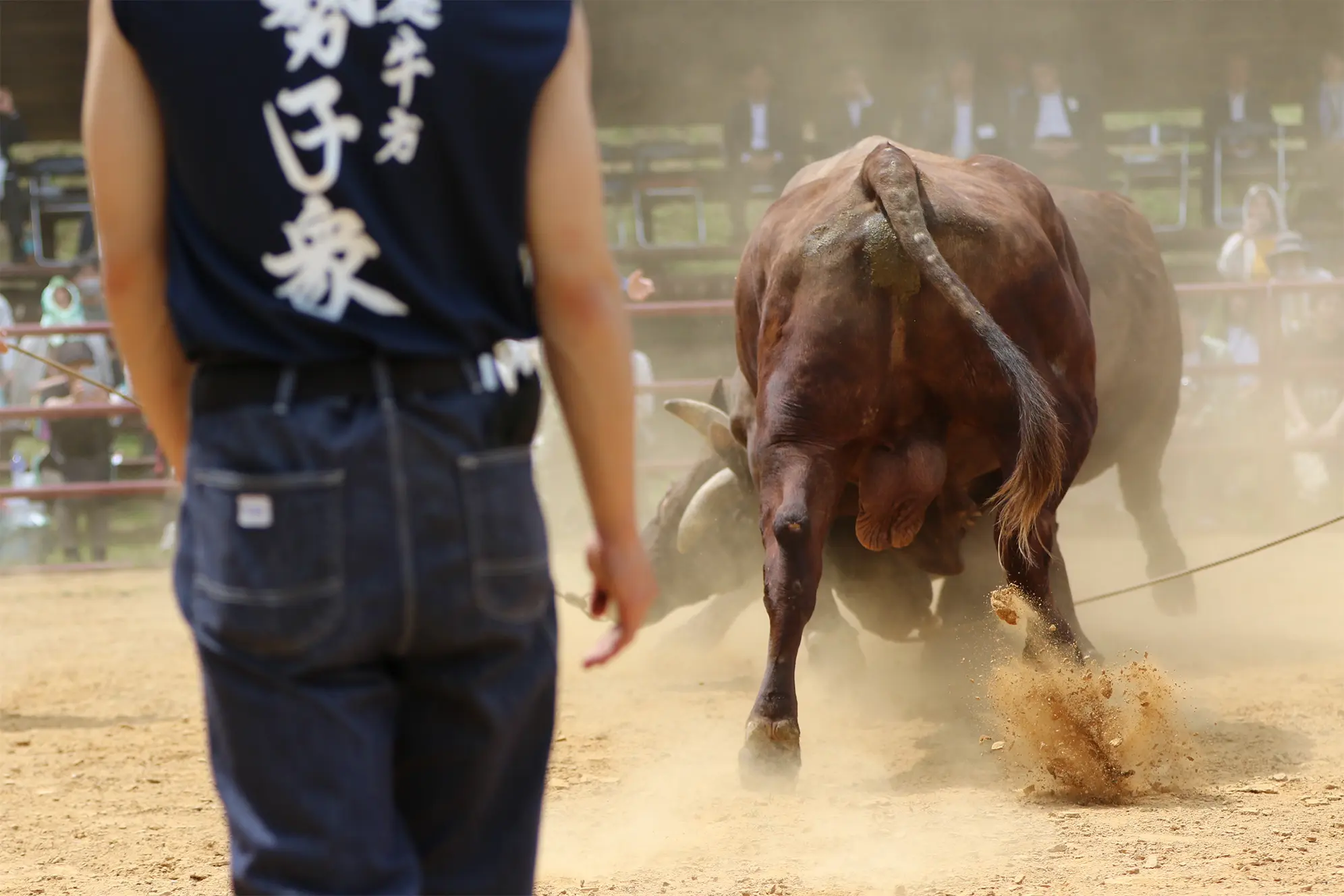 平庭闘牛大会つつじ場所のようす