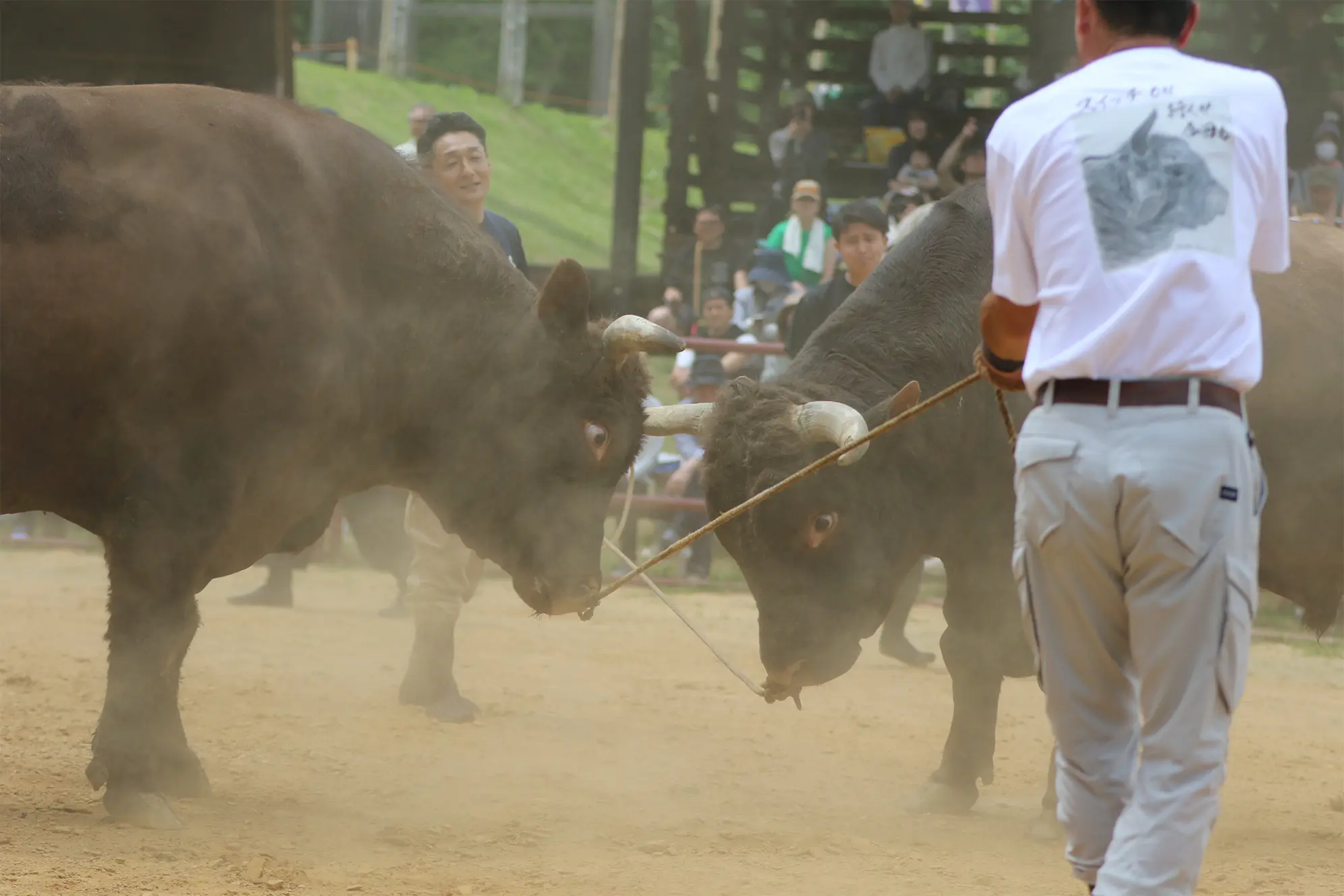 平庭闘牛大会つつじ場所のようす