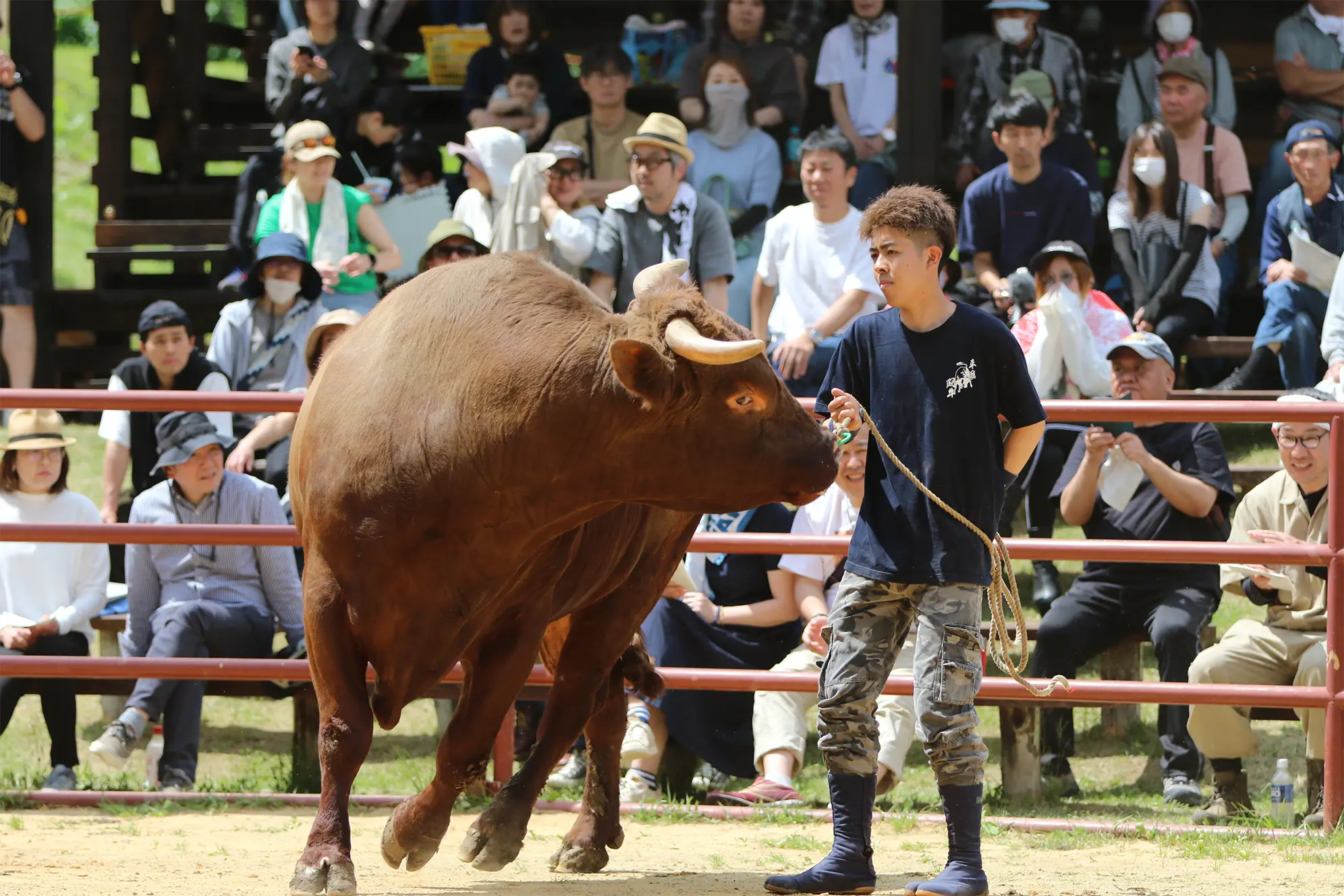 平庭闘牛大会つつじ場所のようす