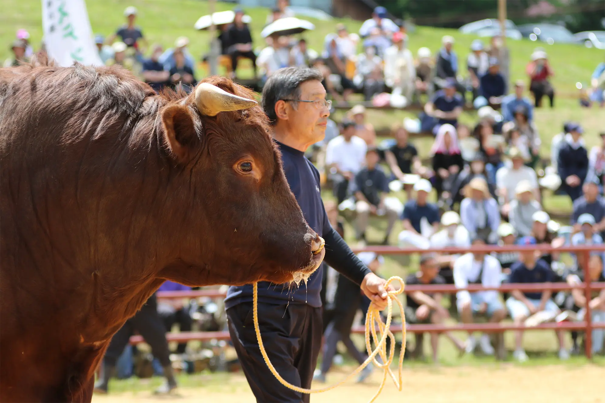 平庭闘牛大会つつじ場所のようす