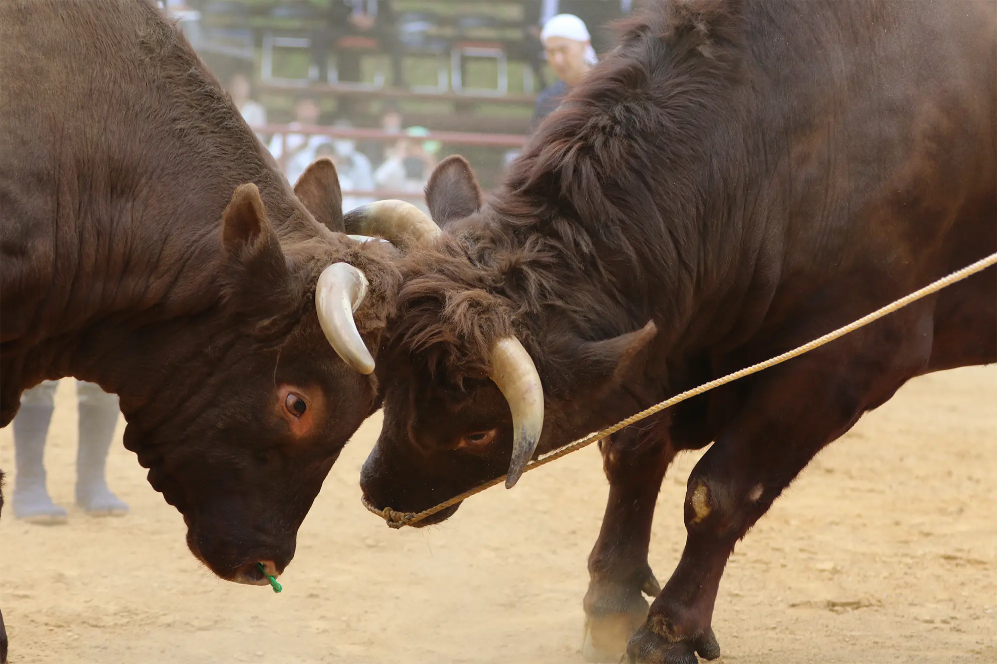 平庭闘牛大会つつじ場所のようす