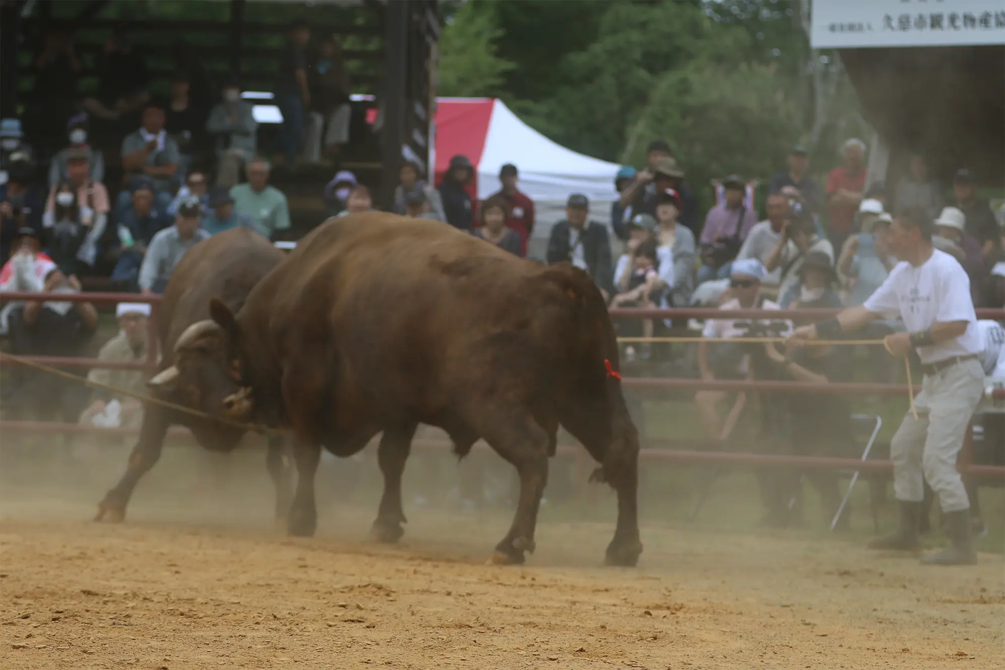 平庭闘牛大会つつじ場所のようす