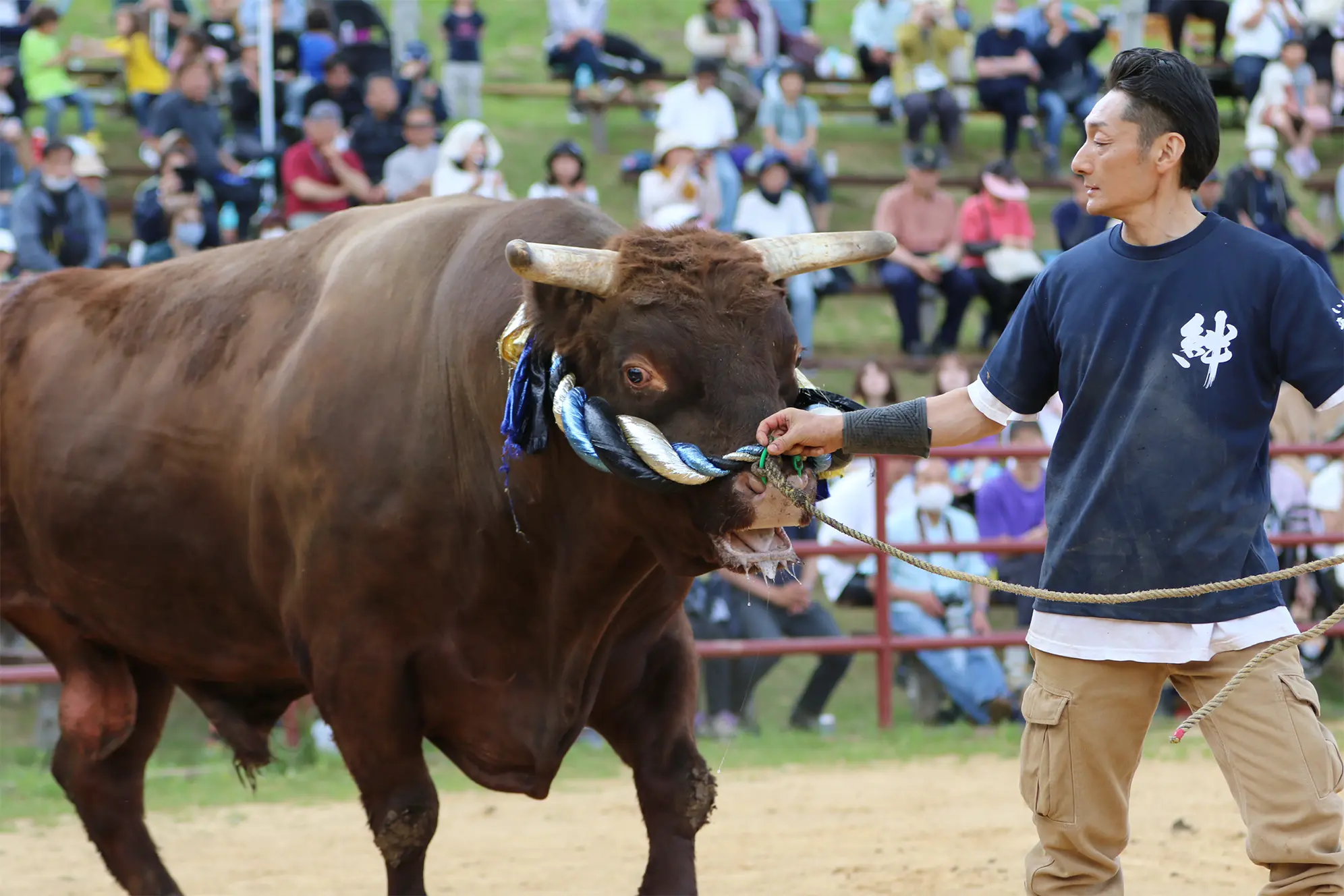 平庭闘牛大会つつじ場所のようす