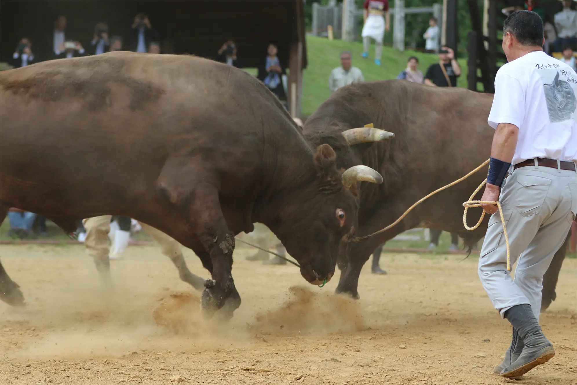 平庭闘牛大会つつじ場所のようす