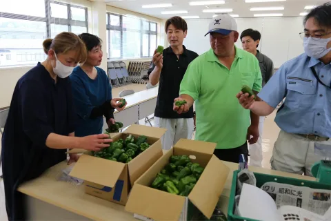 品質揃え信頼される産地へ　<br>ピーマン目揃い会