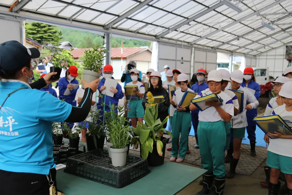 リンドウの苗の定植作業体験
