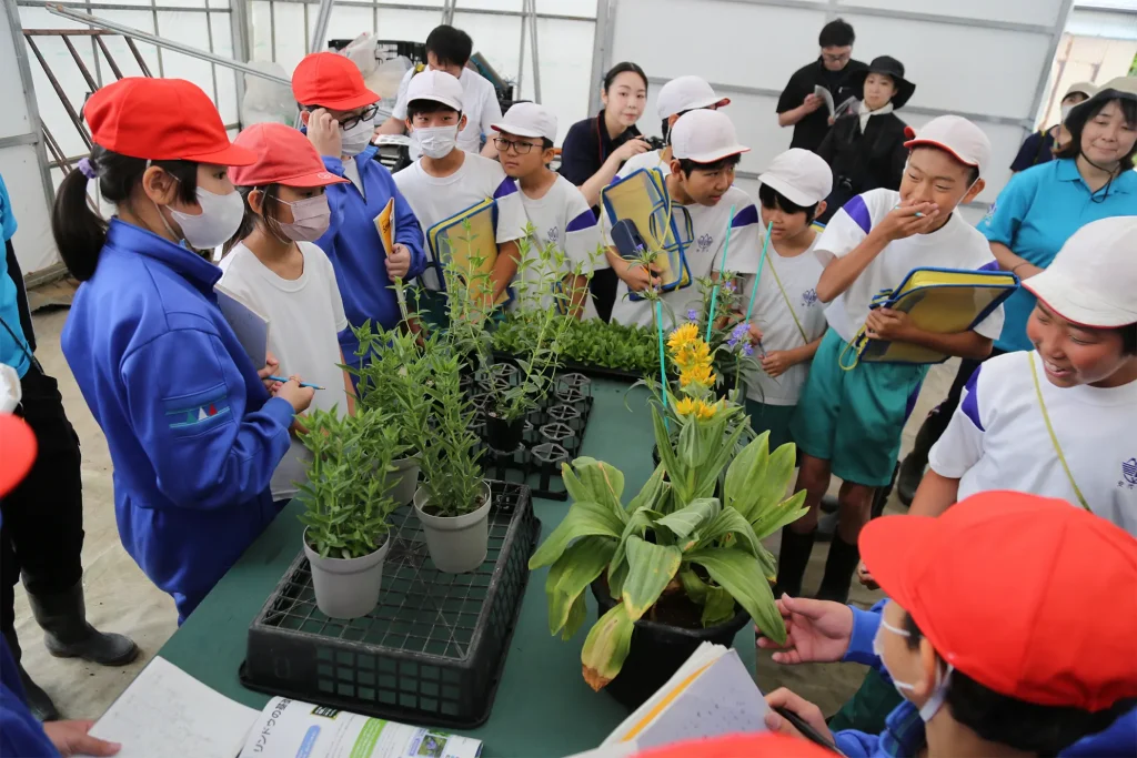 リンドウの苗の定植作業体験
