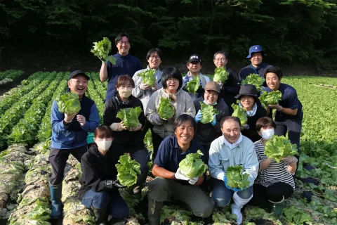 モスの店員らがレタス収穫　<br>モスの産直野菜フェスタ