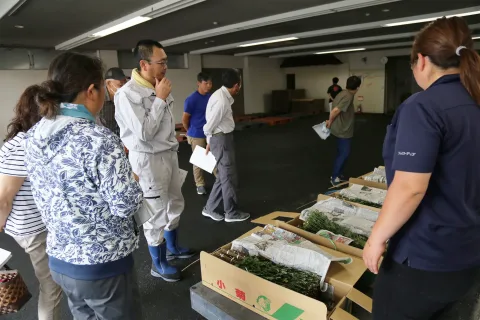 小菊目揃い会で規格確認　<br>ダンボール新デザインで出荷