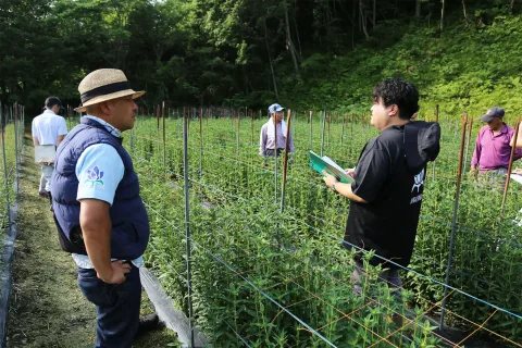 「安代りんどう」一斉圃場巡回　<br>生育や管理を確認