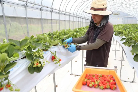 夏イチゴ出荷始まる　<br>希少性高い国産に期待高まる
