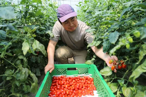 へたなしで省力化　<br>ミニトマト「アンジェレ」出荷開始