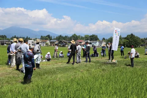 高温対策呼び掛け　<br>銀河のしずく現地指導会