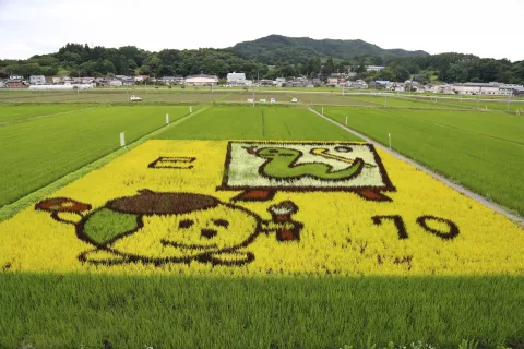 田んぼアート見頃　<br>児童らのデザインが田んぼを彩る