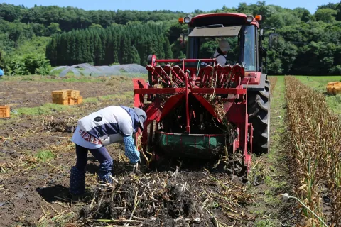 八幡平バイオレット最盛　<br>特産ニンニク産地化へ