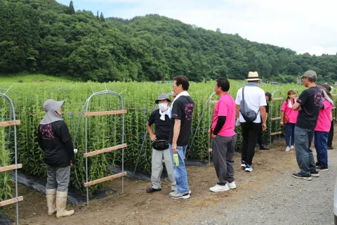 生育や管理を確認　<br>リンドウ圃場巡回