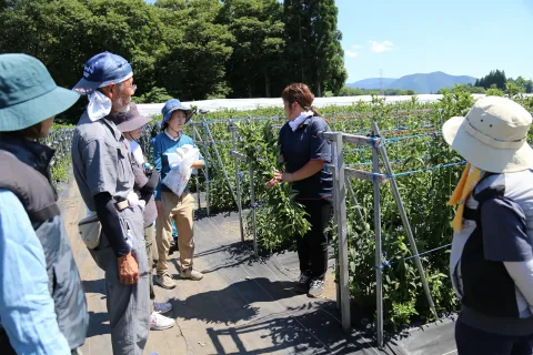 労働力確保へ　<br>パート・アルバイト希望者が農作業を体験