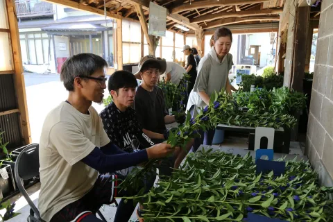 リンドウの盆向け出荷で活躍　<br>花き農家に短期アルバイトで労力不足解消