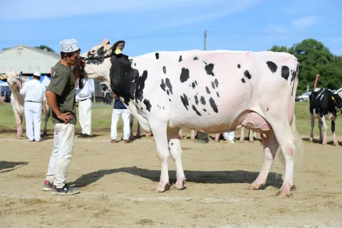 シニアグランドチャンピオンに大芦牧場　<br>洋野町畜産まつり