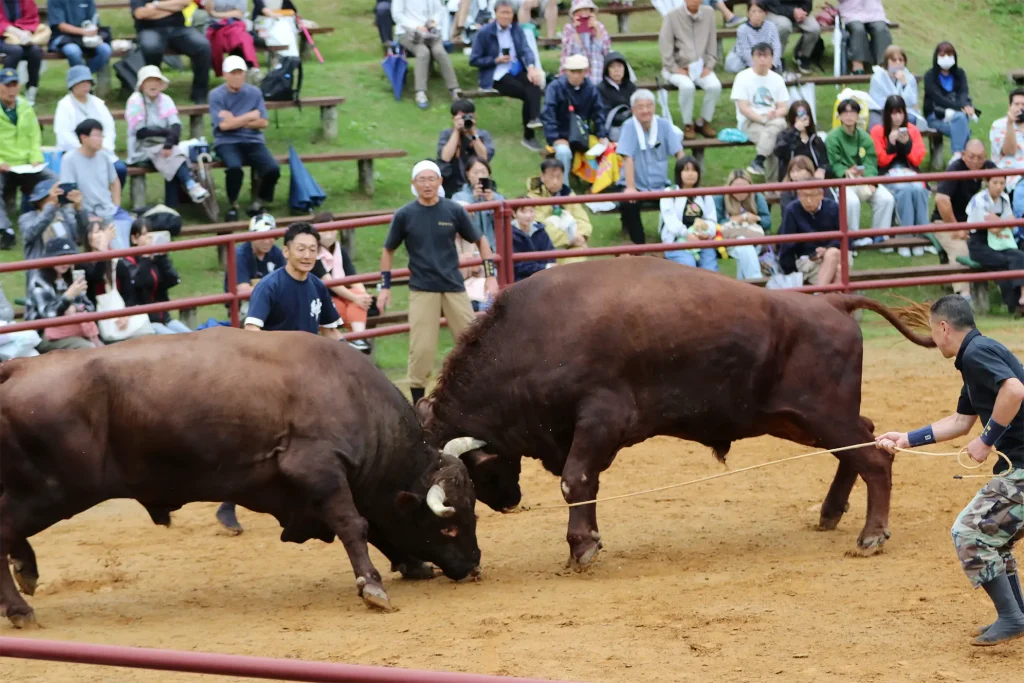 平庭闘牛大会しらかば場所のようす