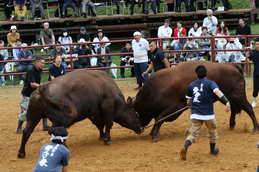 平庭闘牛大会しらかば場所のようす