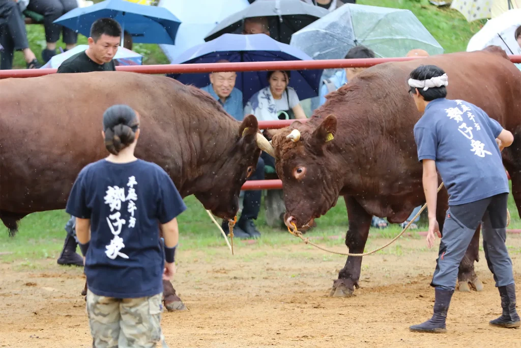 平庭闘牛大会しらかば場所のようす