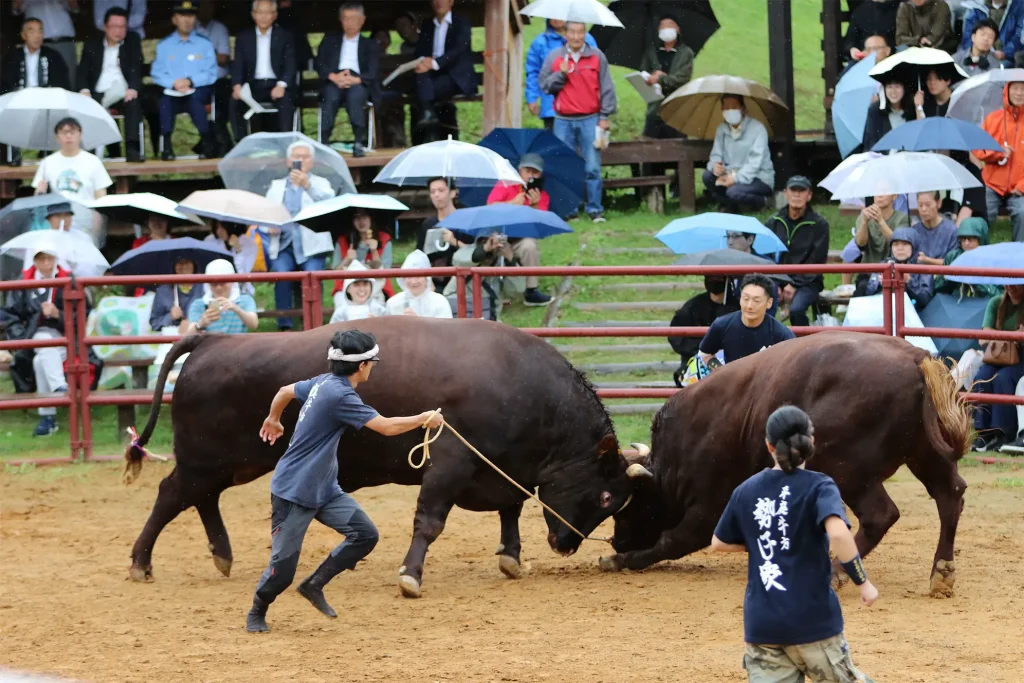 平庭闘牛大会しらかば場所のようす