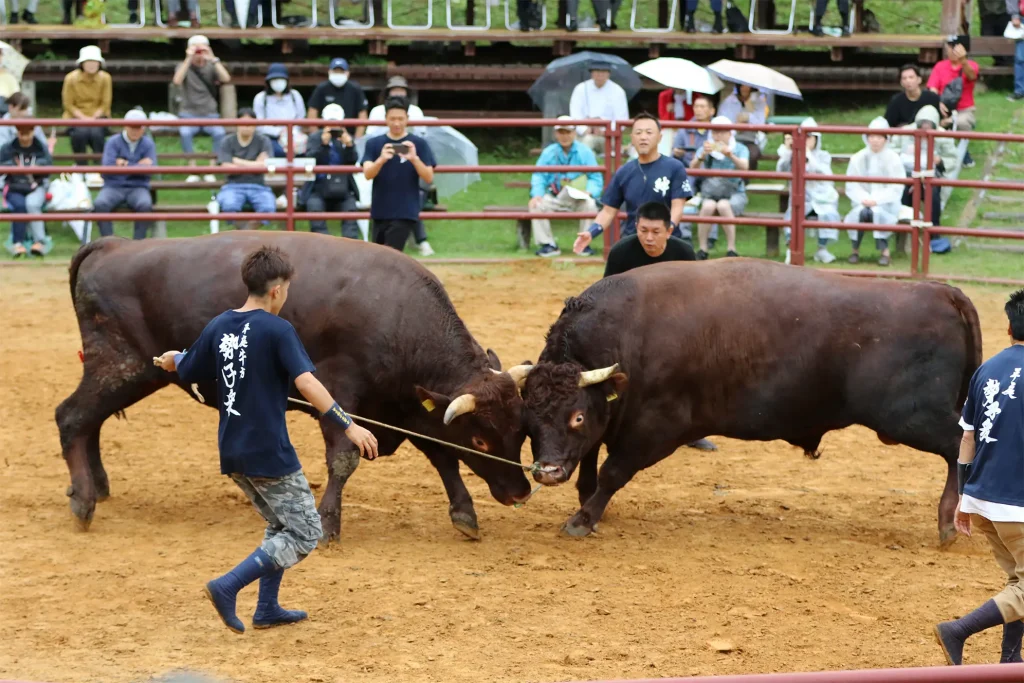 平庭闘牛大会しらかば場所のようす