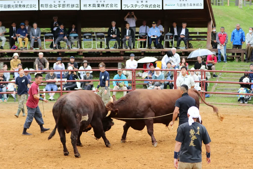 平庭闘牛大会しらかば場所のようす