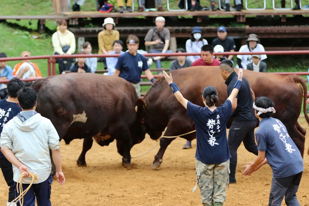 平庭闘牛大会しらかば場所のようす