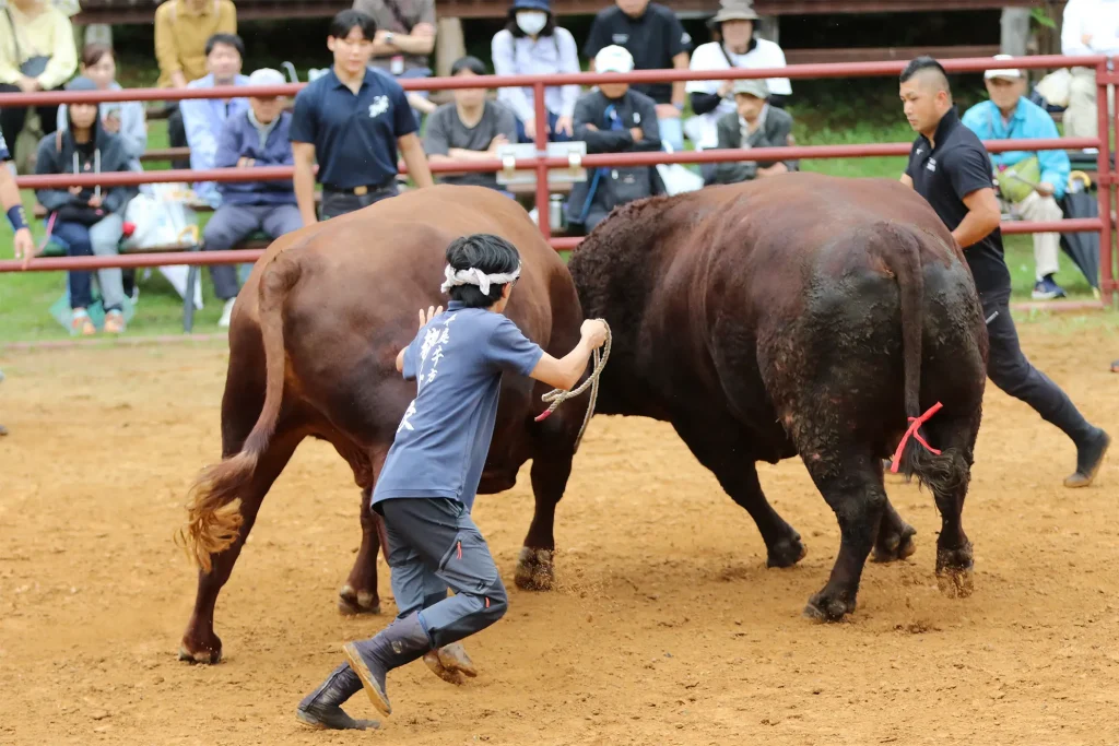 平庭闘牛大会しらかば場所のようす