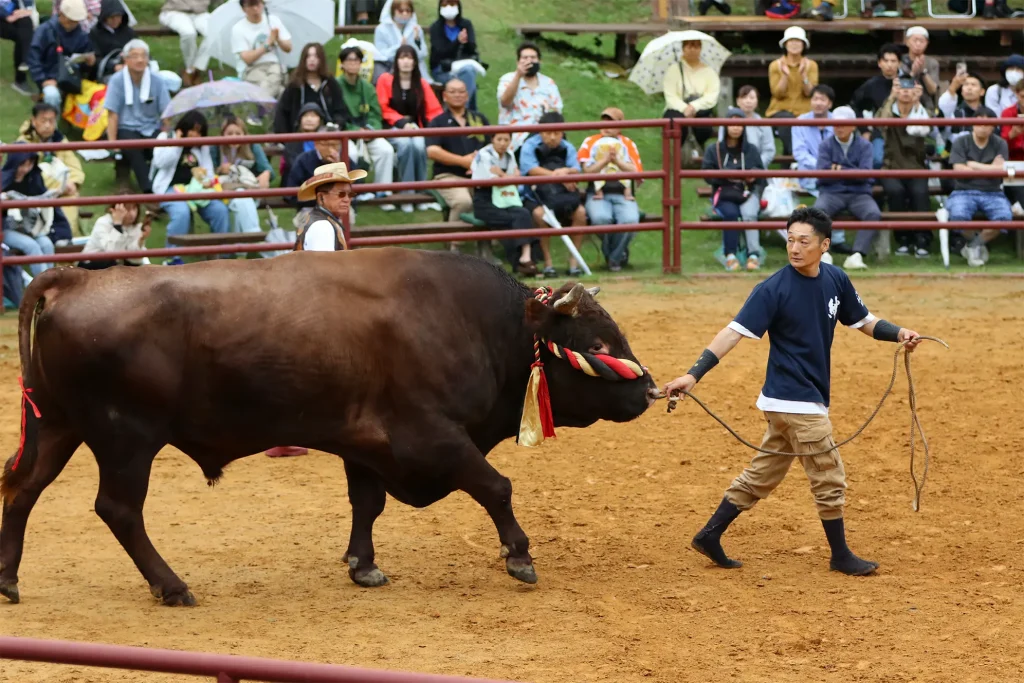 平庭闘牛大会しらかば場所のようす